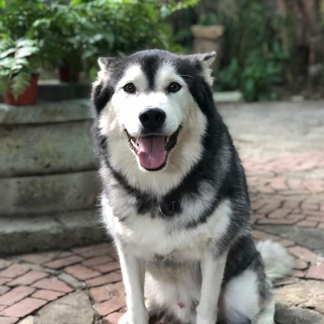 Dog at Agrado Guesthouse